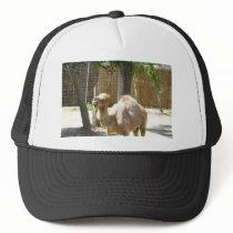 camel chewing lip hats by lizzymmmcf camel chewing lip hats