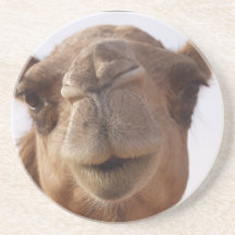 Camel Coasters