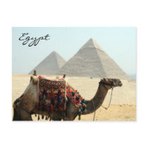 camel egypt pyramid post card
