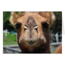 Camel Face Greeting Card