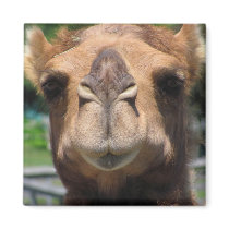 Camel Face Magnet