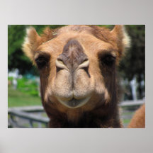 Camel Face Print