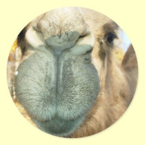 Camel Face stickers
