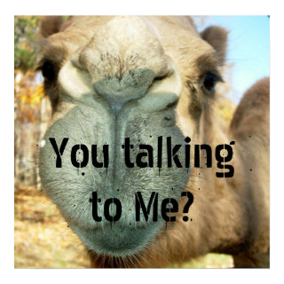 camel faceyou talking to me 