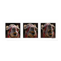 Camel Faces posters by Bensterama42 Camel Faces posters