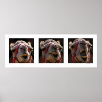 Camel Faces Posters
