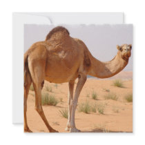 Camel for Arabs for Invitation