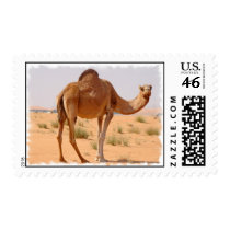 Camel For Arabs Postage Stamp