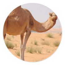 Camel for Arabs Stickers