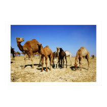 Camel herd posters