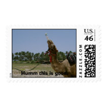 Camel, Humm this is good. postage