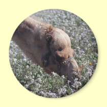 Camel in a flowery field magnets by Yarijik Camel in a flowery field magnets