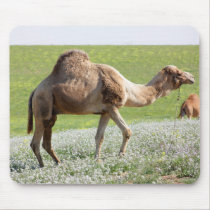 Camel in a green blossoming field mousepads by Yarijik Camel in a green blossoming field mousepads