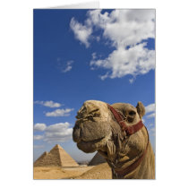 Camel in front of the pyramids of Giza, Egypt,