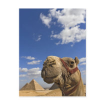 Camel in front of the pyramids of Giza, Egypt,