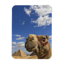 Camel in front of the pyramids of Giza, Egypt,