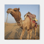 Camel in Rajasthan Fridge Magnet