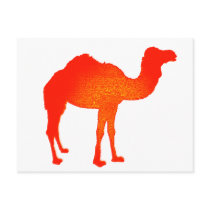Camel in Red Post Cards