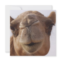 Camel Invitation