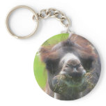 Camel (Junior) keychains