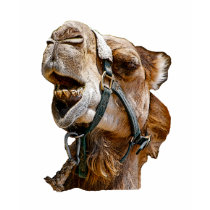 Camel Kids T-Shirt
