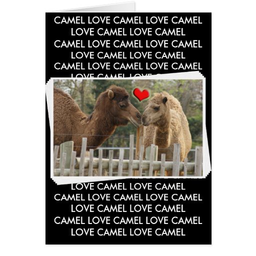 Camel LOVE - NO BOUNDARIES Greeting Cards