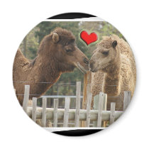 Camel LOVE - NO BOUNDARIES Magnet