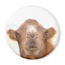 CAMEL magnets