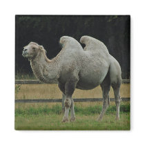 Camel magnet