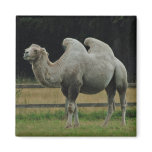 Camel magnet