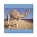 Camel Magnet