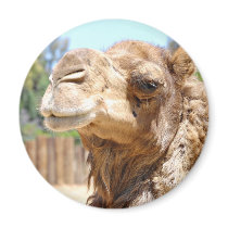 Camel Magnet by NormaJean35 Camel Magnet