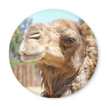 Camel Magnet