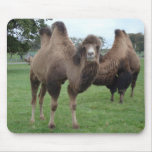 camel mousepads