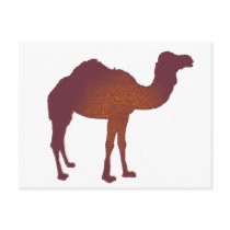 CAMEL of ARABIA Post Card