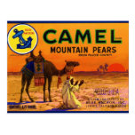 Camel Pears Post Card
