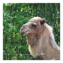 Camel Photo Design Invitations