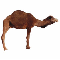 Camel Photosculpture Acrylic Cut Outs