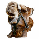 Camel Picture Photo Sculpture photo sculptures by kphotos Camel Picture Photo Sculpture photo sculptures