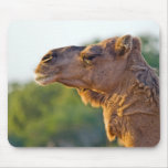 Camel Portrait Mousepads