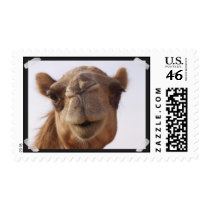Camel Postage Stamp