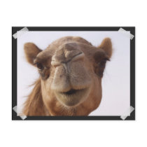 Camel Postcard