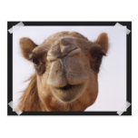Camel Postcard postcards