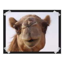 Camel Postcard