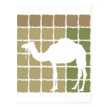 Camel Postcards