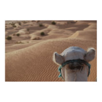 Camel posters