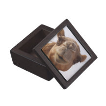Camel Premium Gift Box