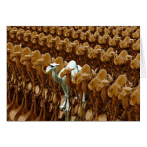 CAMEL PRIDE cards