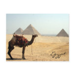 camel pyramid postcards