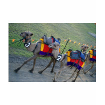 Camel Races t-shirts